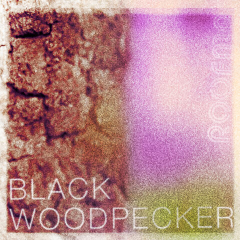 Black Woodpecker