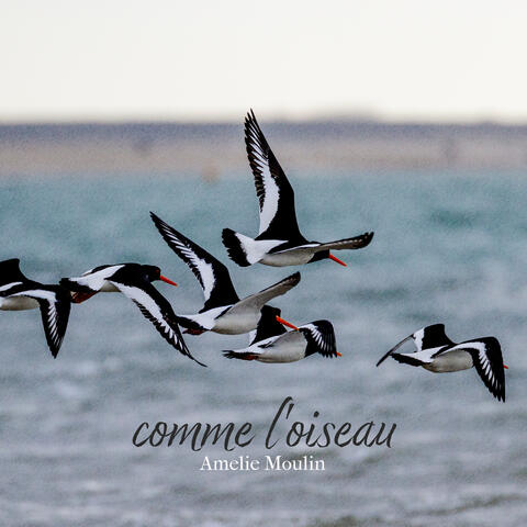 comme l'oiseau