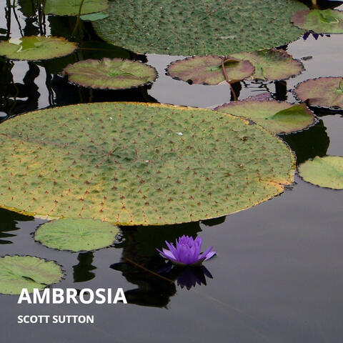 Ambrosia