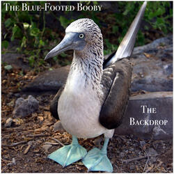 The Blue-Footed Booby