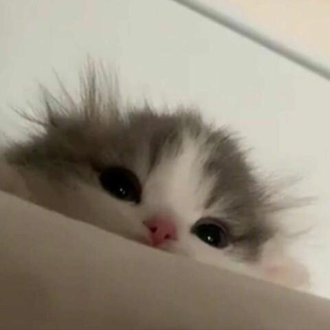 Giấc Mơ Tình Cờ