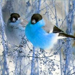 Bird Sounds Relaxation