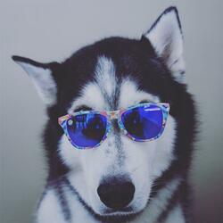 Husky Rap Song (feat. Steel the Husky)