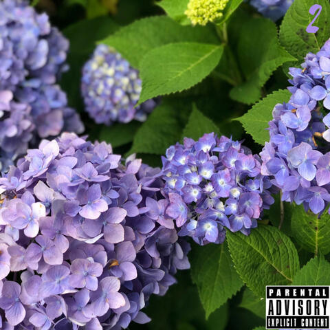 Purple Flowers 2