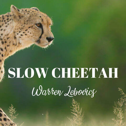 Slow Cheetah (Acoustic)