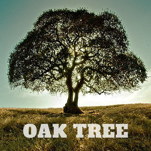 Oak Tree