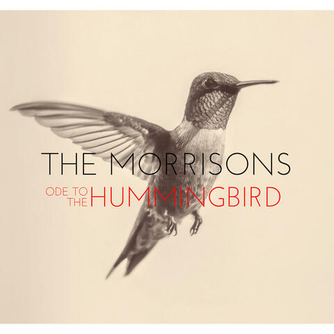 Ode to the Hummingbird