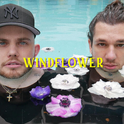 Windflower