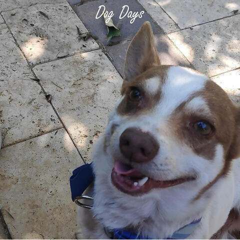 Dog Days