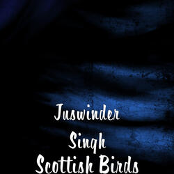 Scottish Birds