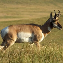 Dope Antelope