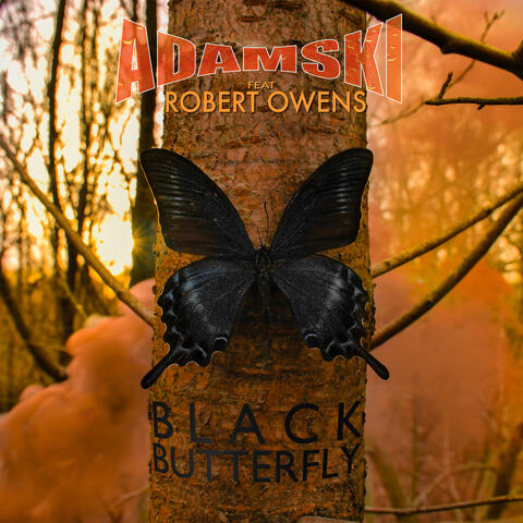 Black Butterfly