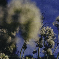 Digital Moonlight