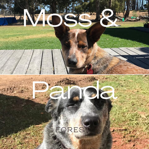 Moss & Panda