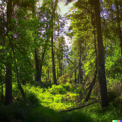Into the Woods