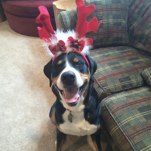 Old Dog New Tricks