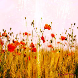 Ethereal Landscapes (Flow)