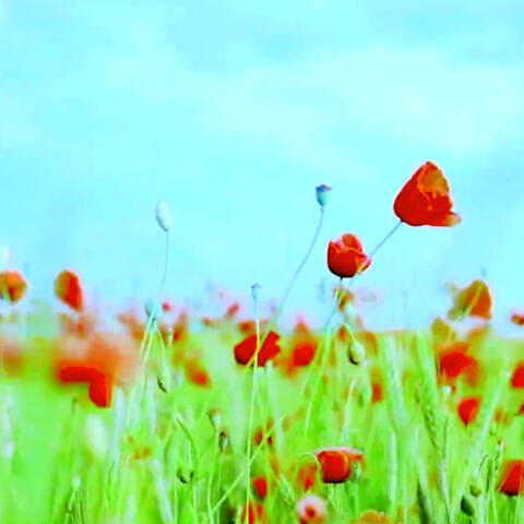 Sweet Remembers