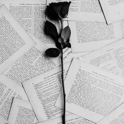 La rose et le papier