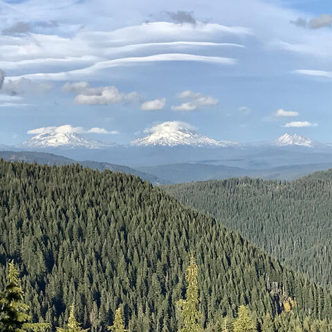 Clouds Meet the Trees