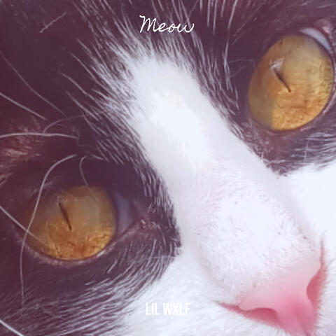 Meow