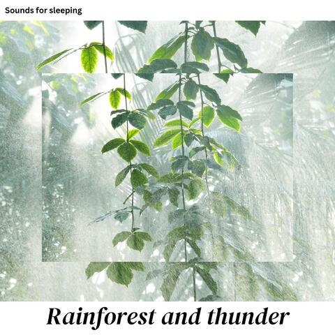 Rainforest and Thunder