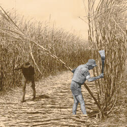 Cane Song