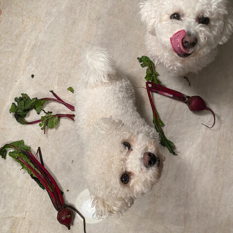 Beta Vulgaris
