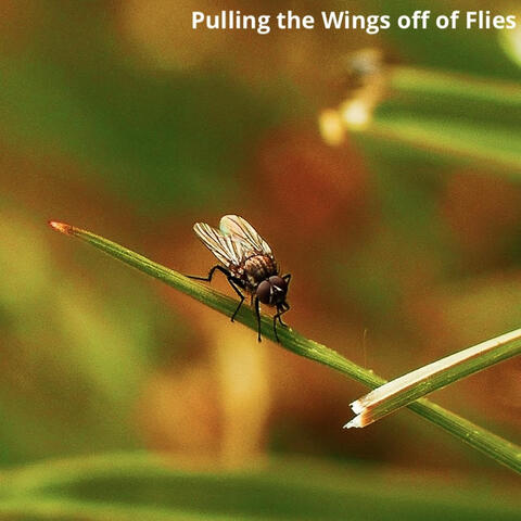 Pulling the Wings off of Flies