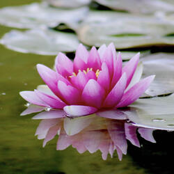 Meditation