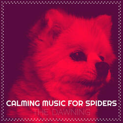Calming Music for Spiders