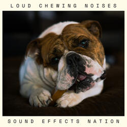 Loud Chewing Noises