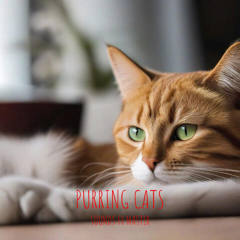 Purring Cats Sound