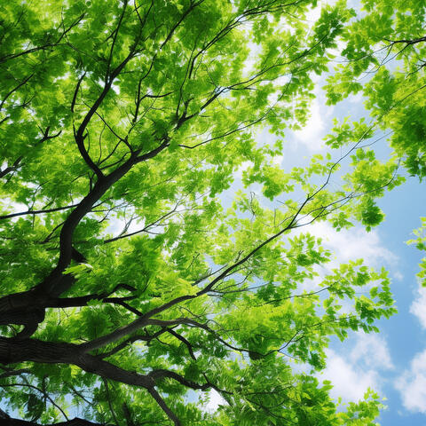 Viento En Los Árboles