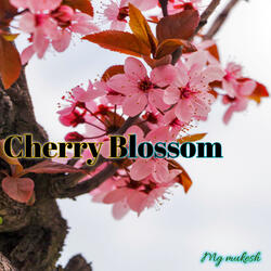 Cherry Blossom