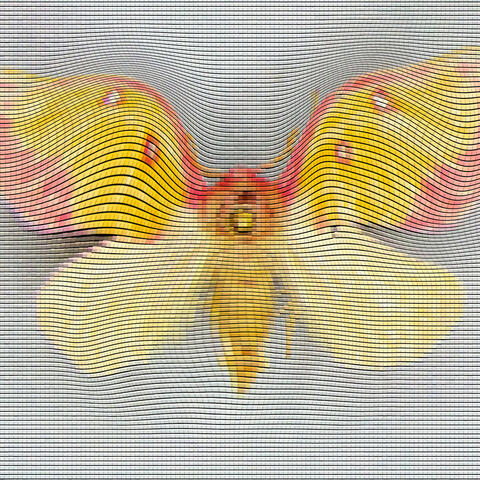 Star Moth