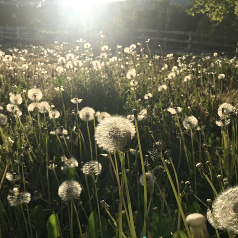 I Hate to See Those Flowers Die