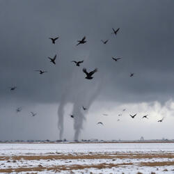 SnowBirds