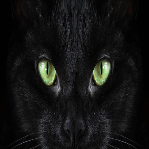 Black Cat (Instrumental)