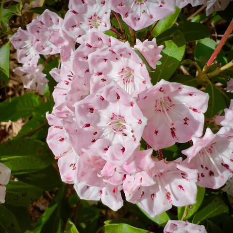 Mountain Laurel