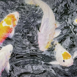 Koi Song