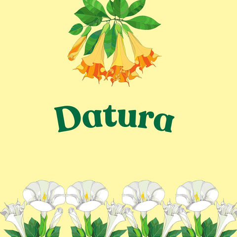 Datura