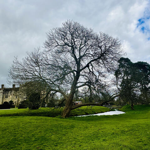 Trees