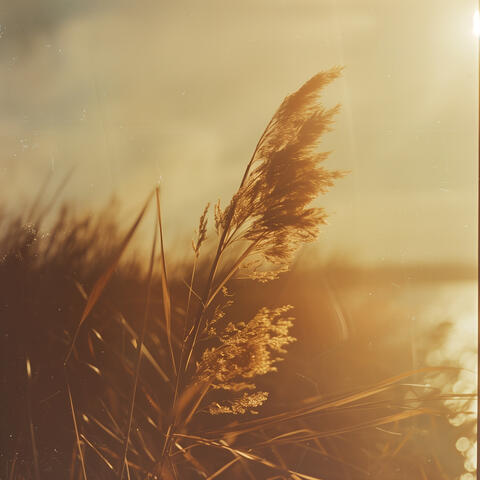 Ambrance