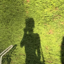 Hedge