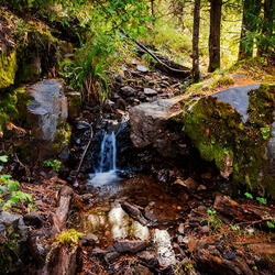 Trickling Creek Forest Sounds