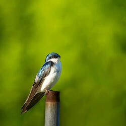 Longing for Swallows