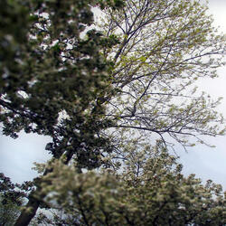 Garden of Stone (2024 Edit)