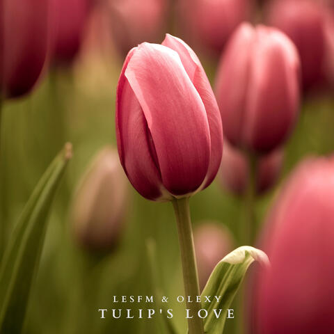 Tulip's Love