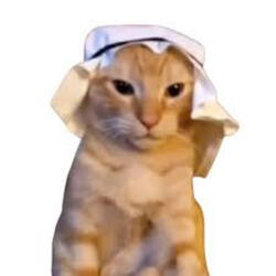 Arabian Cat Meow
